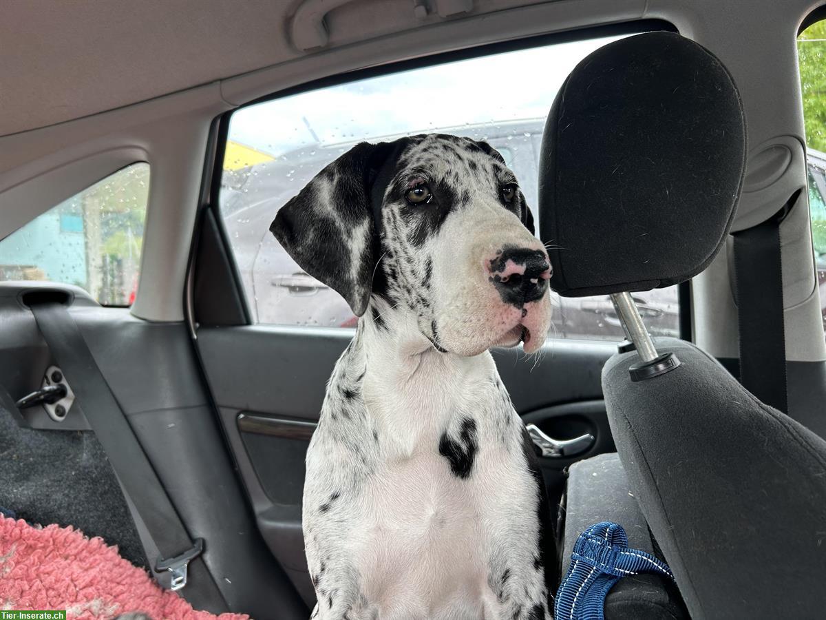 Bild 2: Deutsche Doggen Welpe sucht neue Familie