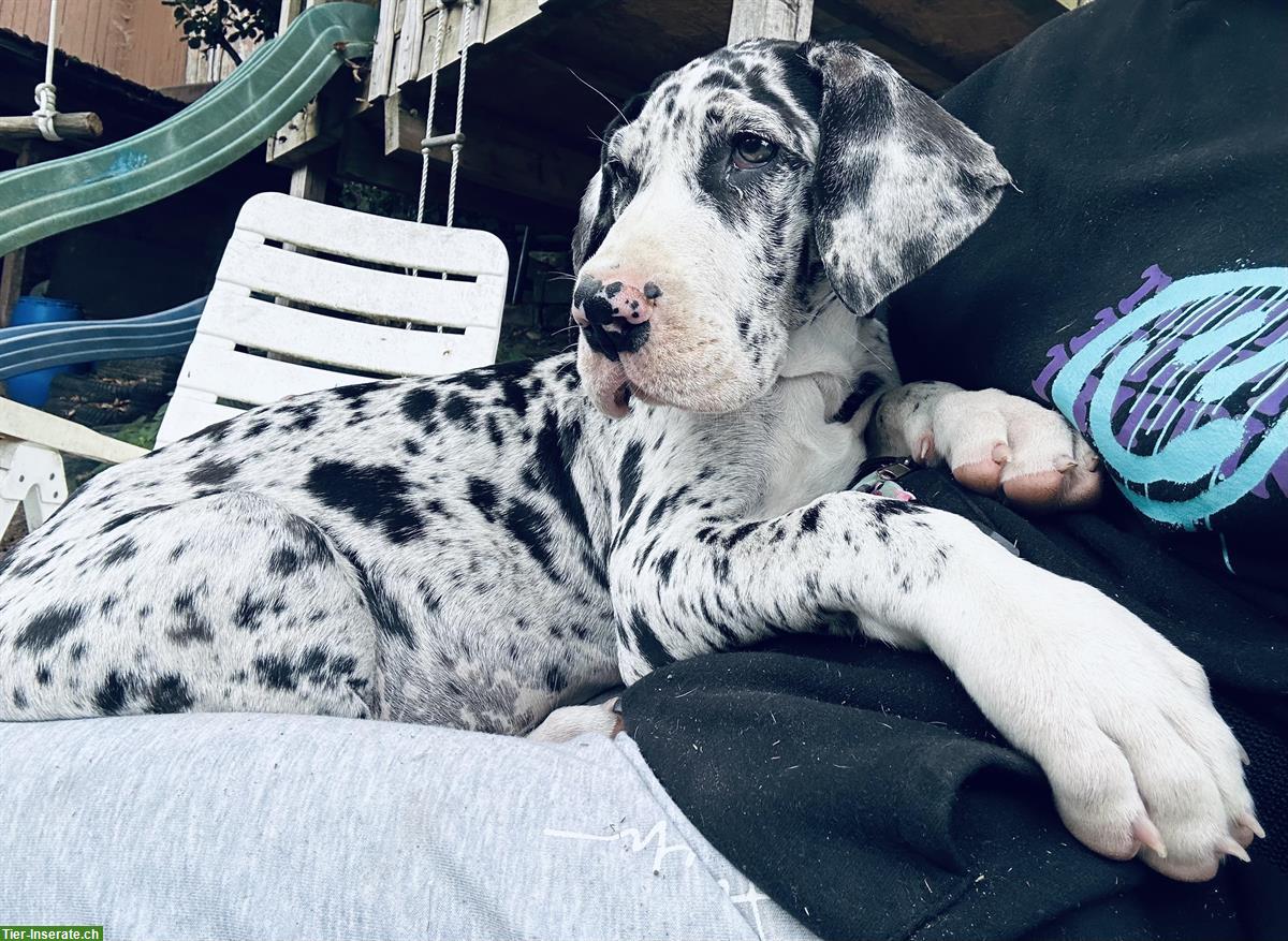 Bild 3: Deutsche Doggen Welpe sucht neue Familie