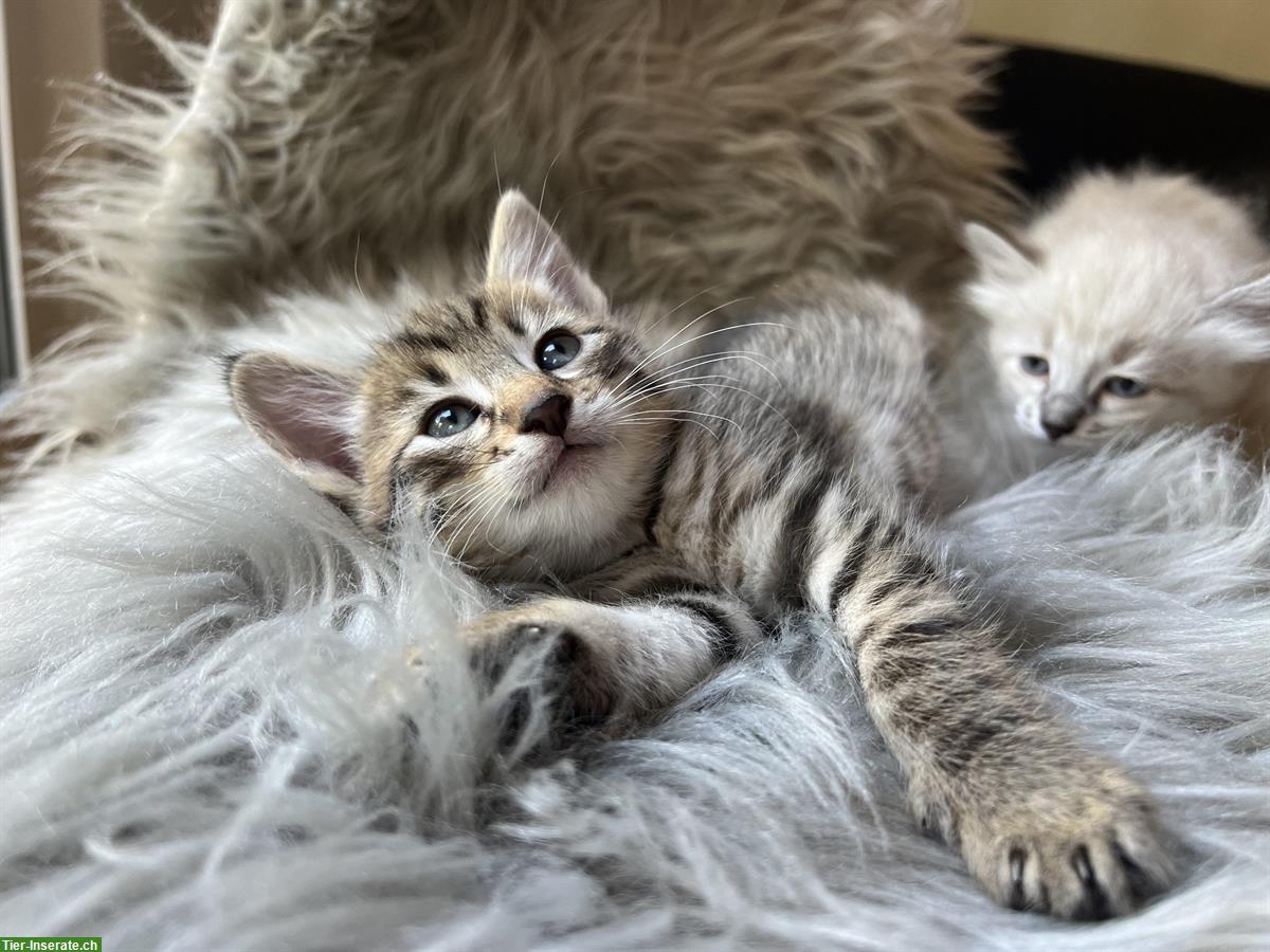 Tigerkater gratis abzugeben, mit Freigang
