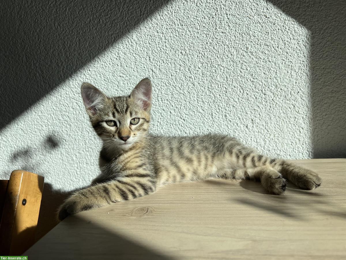 Bild 3: Tigerkater gratis abzugeben, mit Freigang