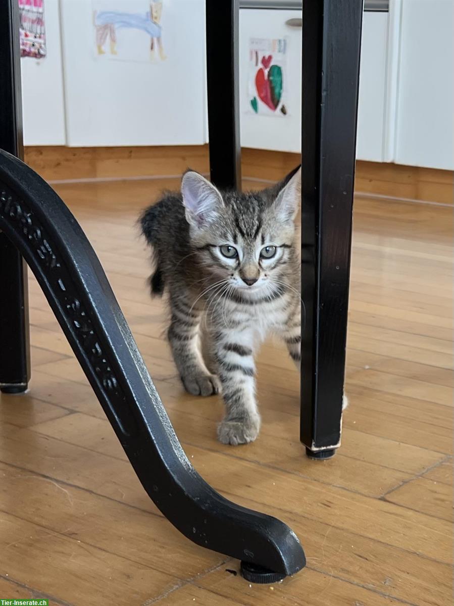 Bild 4: Tigerkater gratis abzugeben, mit Freigang