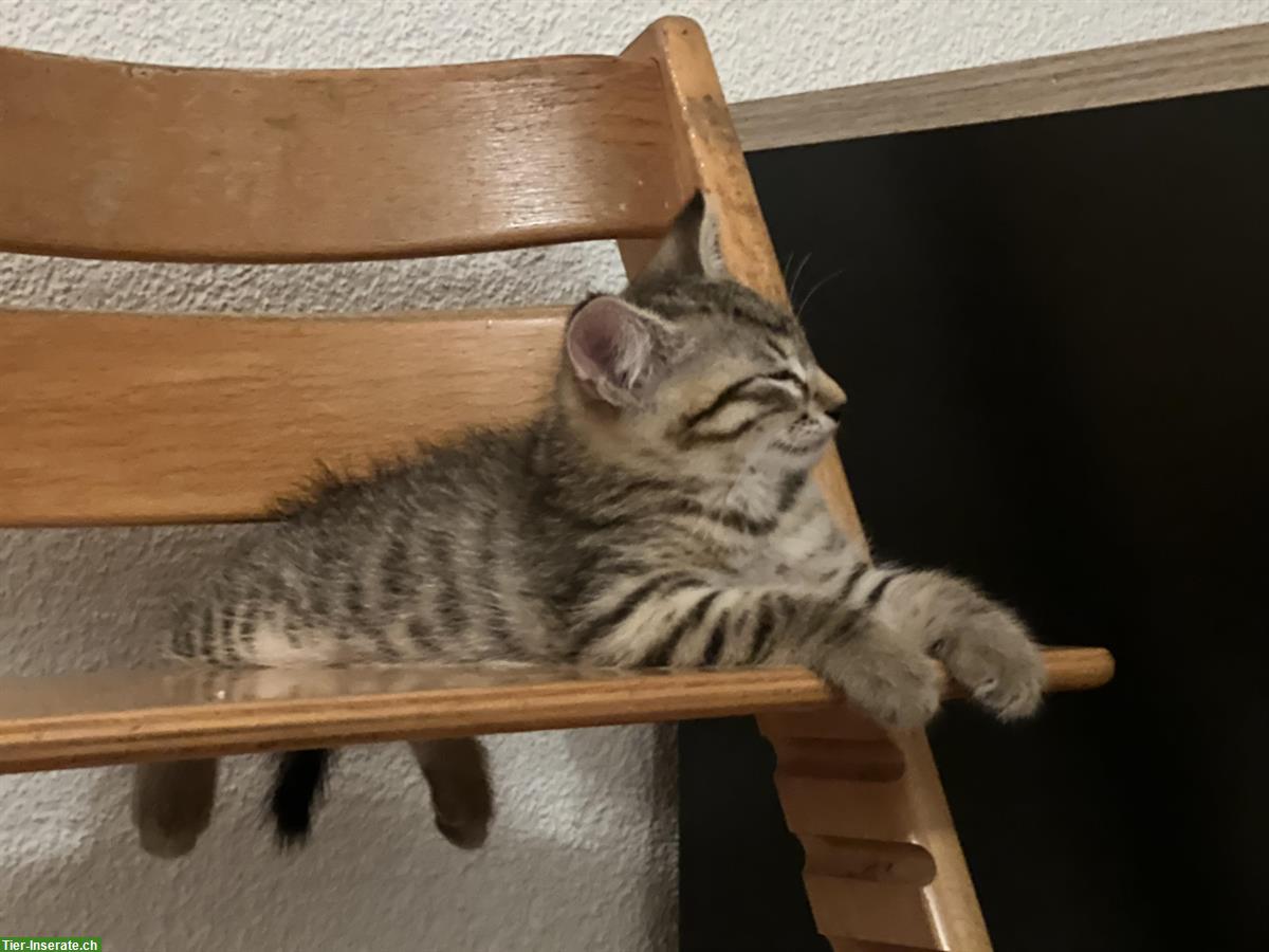 Bild 5: Tigerkater gratis abzugeben, mit Freigang