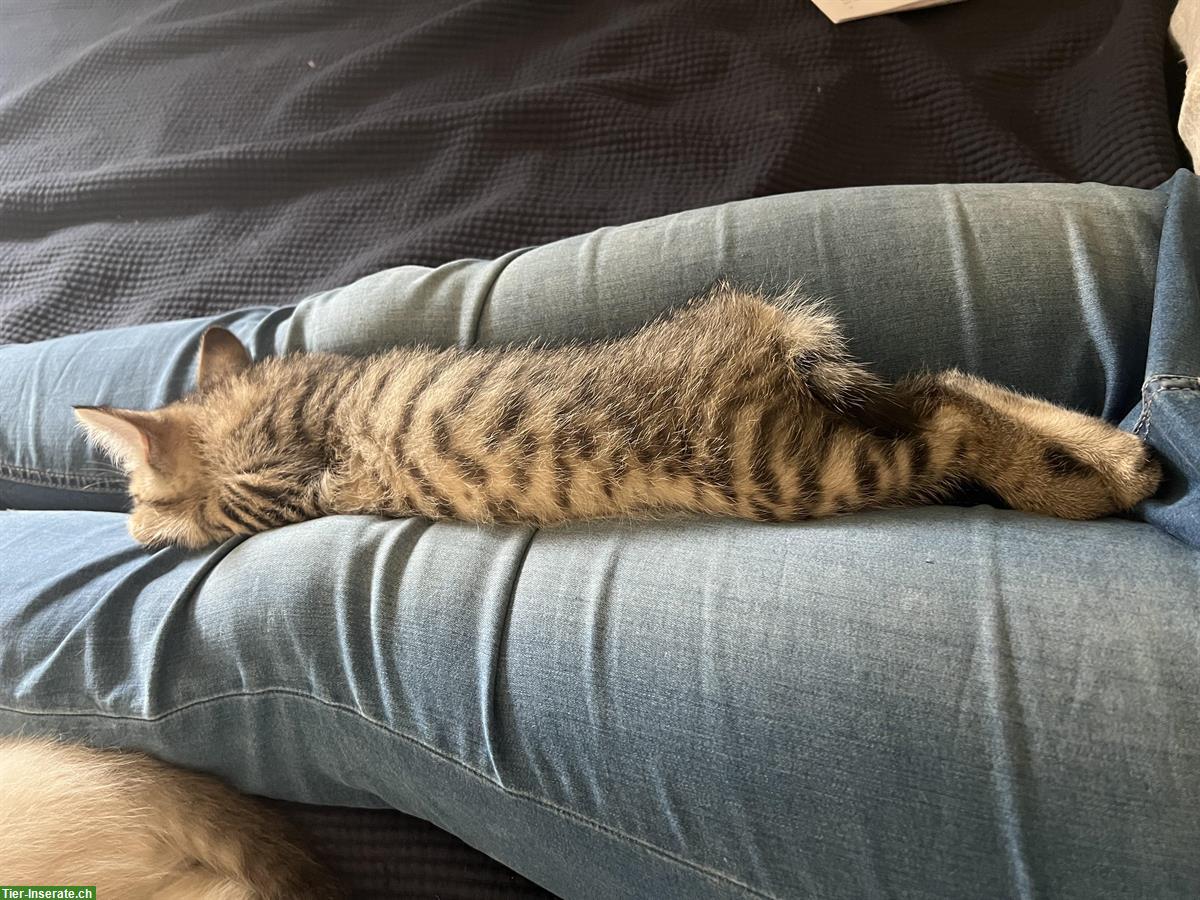 Bild 7: Tigerkater gratis abzugeben, mit Freigang
