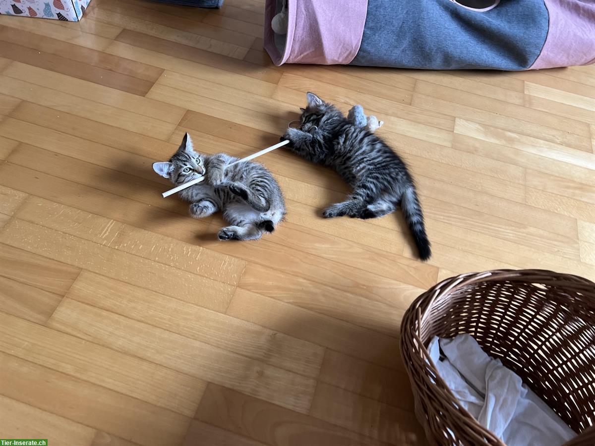 Bild 9: Tigerkater gratis abzugeben, mit Freigang