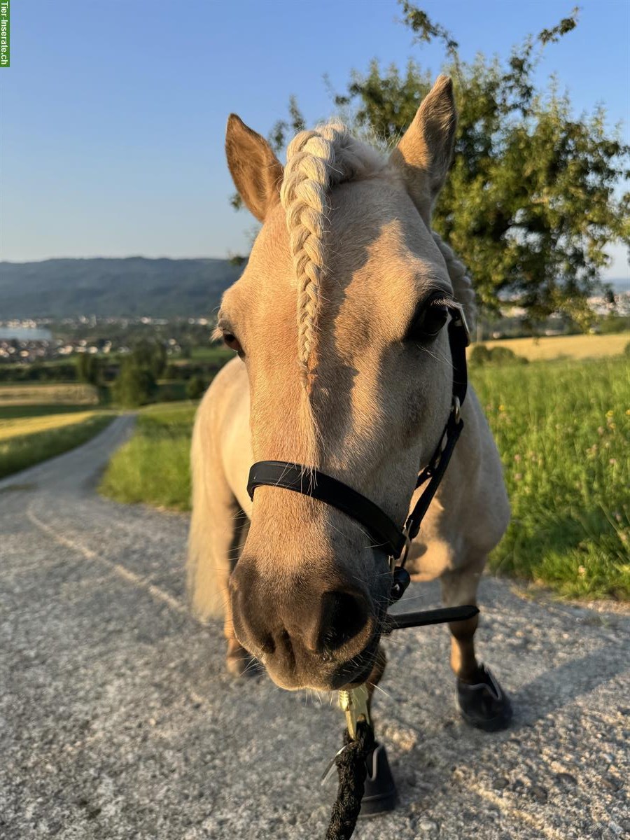 Bild 2: Biete Pflegebeteiligung für jungen Mini-Shetty Wallach