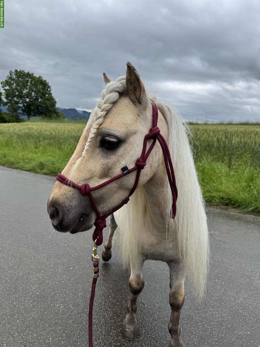 Bild 4: Biete Pflegebeteiligung für jungen Mini-Shetty Wallach