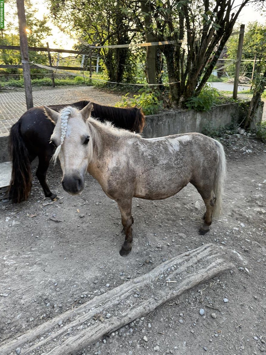 Bild 6: Biete Pflegebeteiligung für jungen Mini-Shetty Wallach