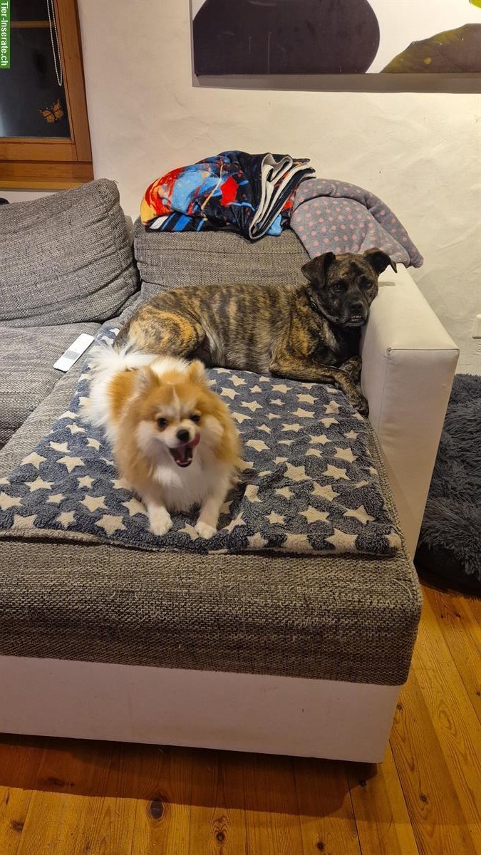 Zwergspitz (Pomeranian) Rüde zu verkaufen