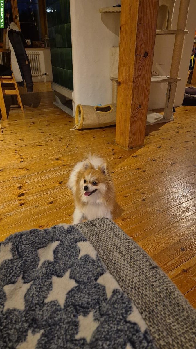 Bild 2: Zwergspitz (Pomeranian) Rüde zu verkaufen