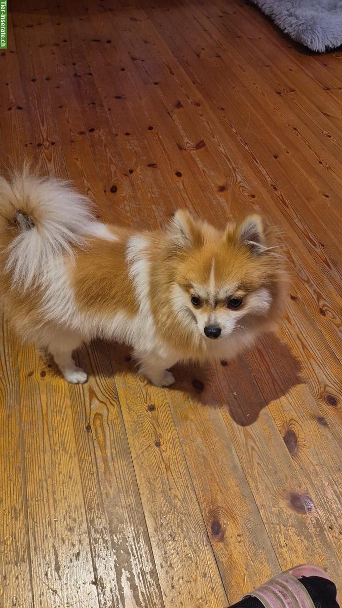 Bild 3: Zwergspitz (Pomeranian) Rüde zu verkaufen