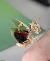 Indische Blütenmantis zu verkaufen