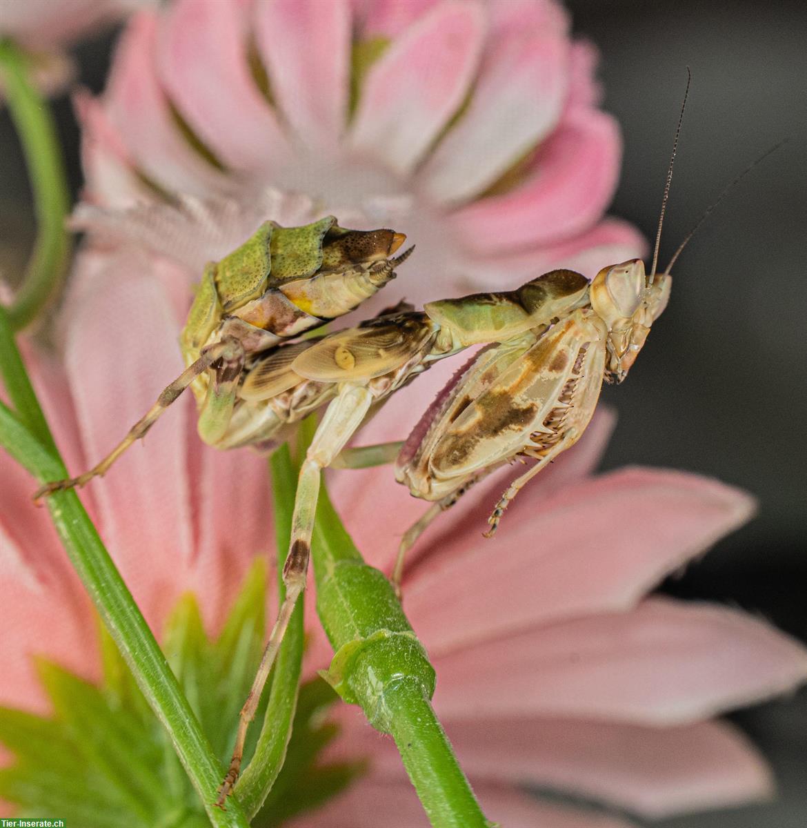 Bild 2: Indische Blütenmantis zu verkaufen