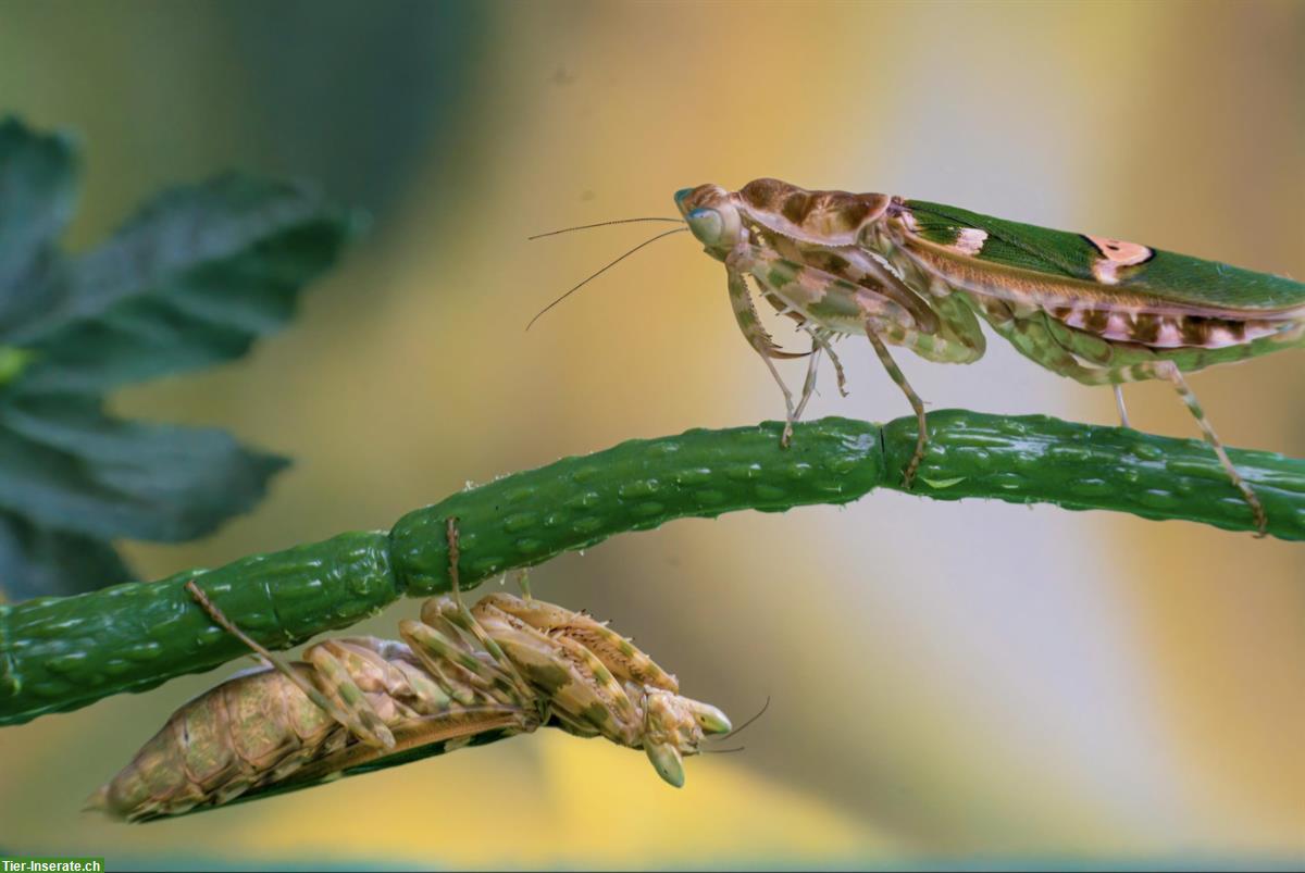 Bild 3: Indische Blütenmantis zu verkaufen