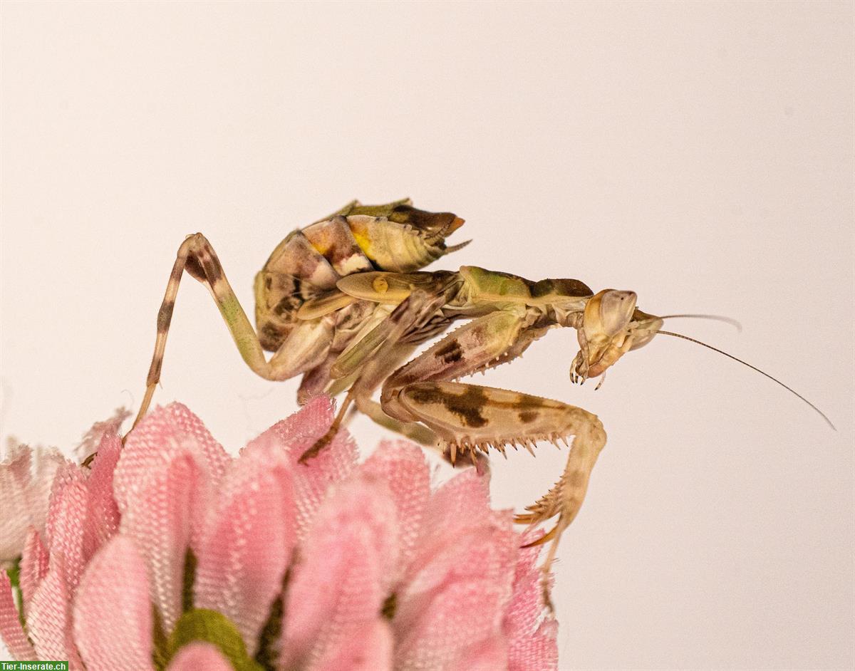 Bild 4: Indische Blütenmantis zu verkaufen