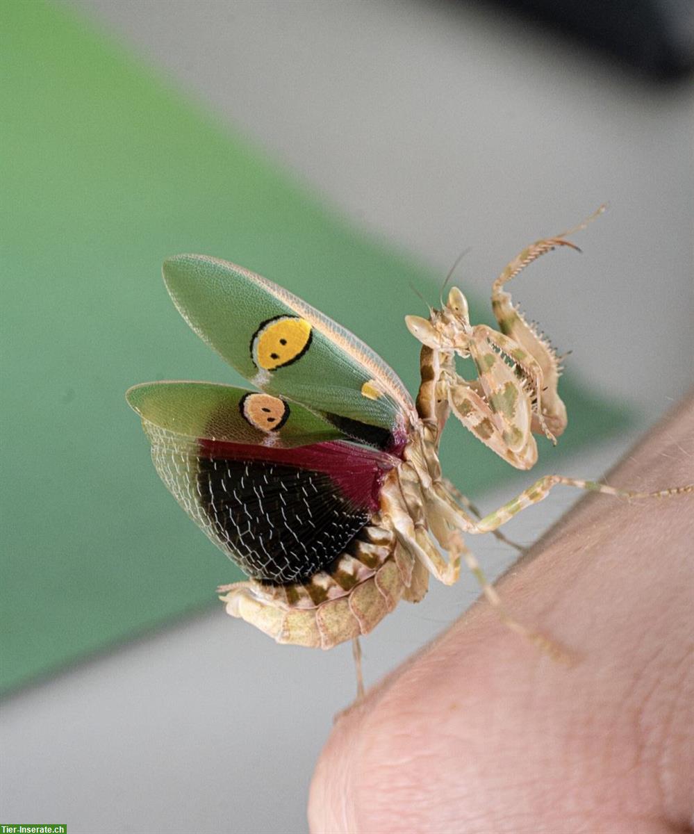 Bild 5: Indische Blütenmantis zu verkaufen