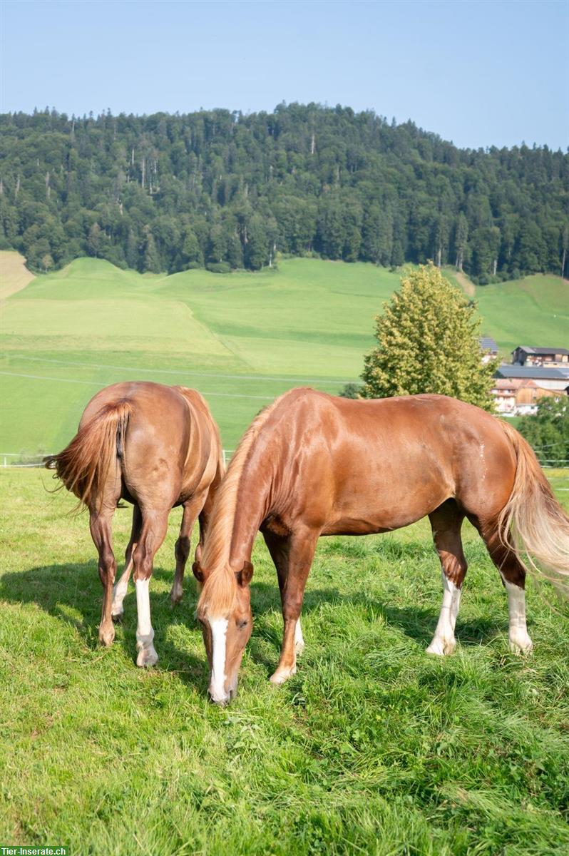 Bild 3: Reit- und Pflegebeteiligung in Hasle LU