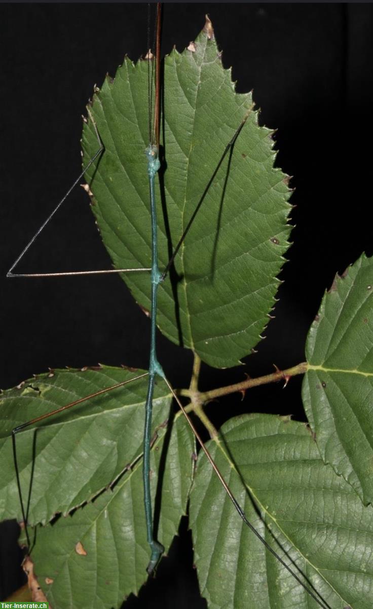 Blaue Thai-Stabschrecken Nymphen zu verkaufen