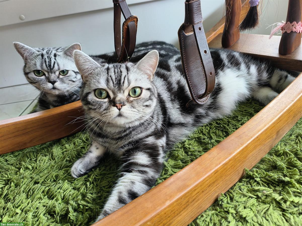 2 BKH Katerli mit Stammbaum