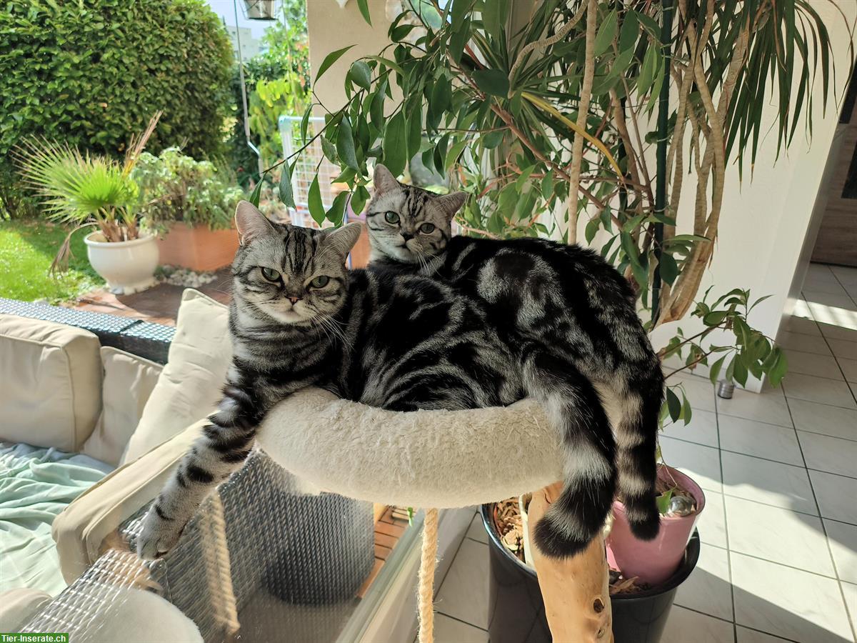 Bild 3: 2 BKH Katerli mit Stammbaum