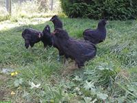 Schwarze Junghühner und Junghähne abzugeben