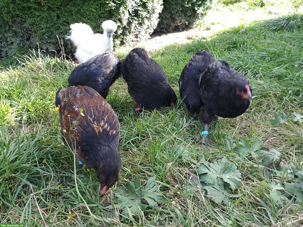 Bild 2: Schwarze Junghühner und Junghähne abzugeben