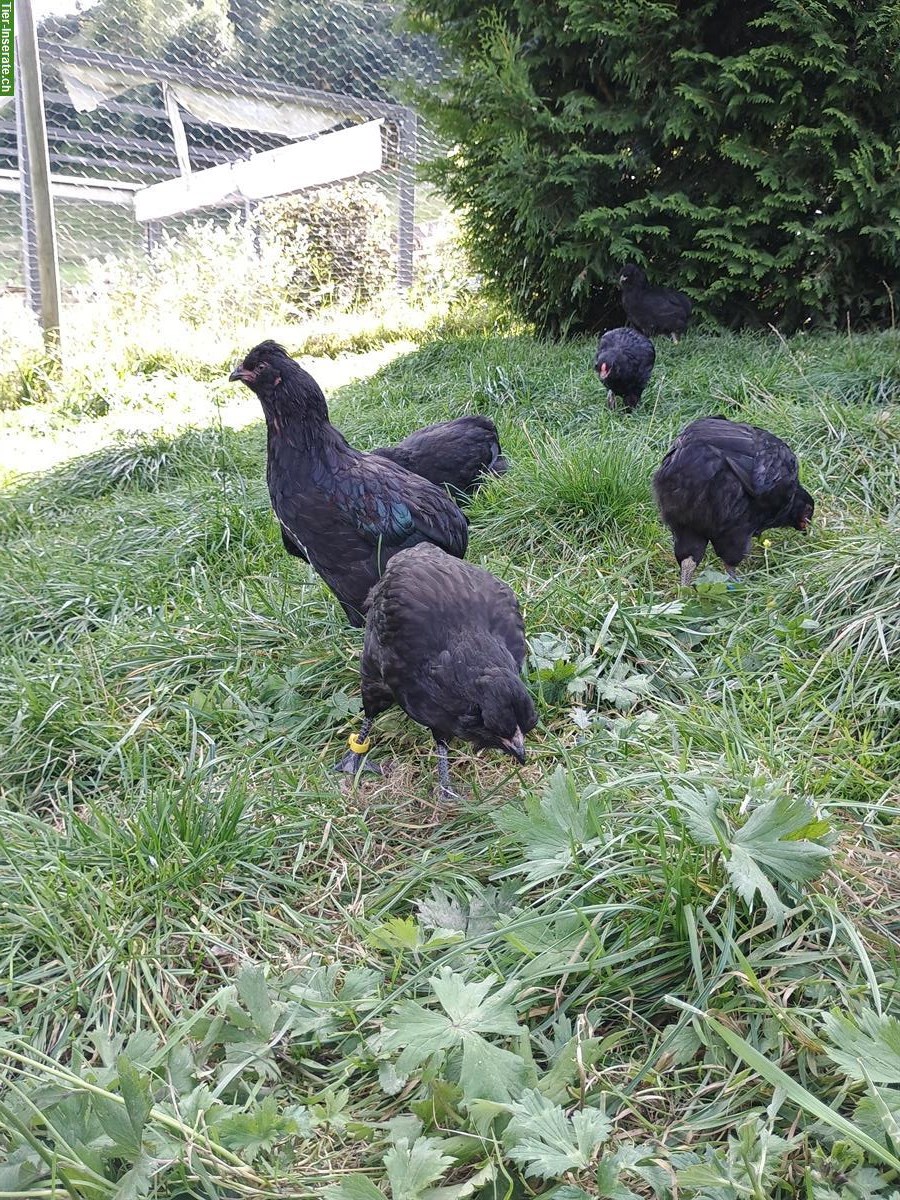 Bild 3: Schwarze Junghühner und Junghähne abzugeben