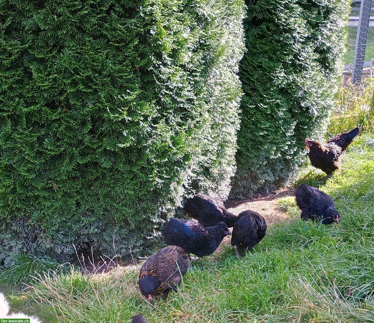 Bild 6: Schwarze Junghühner und Junghähne abzugeben