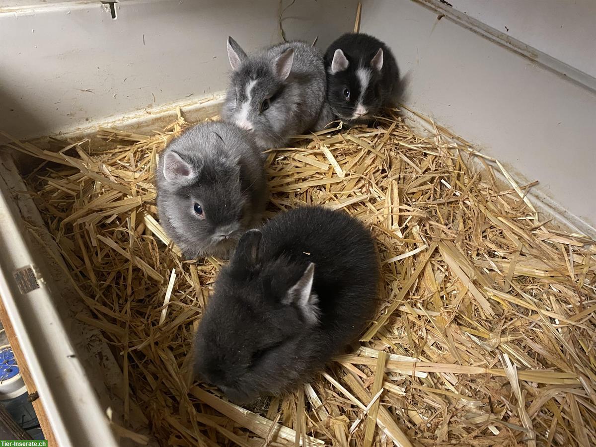 Verkaufe Löwenkopf Zwergkaninchen, 3 Männchen und 1 Weibchen