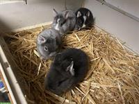 Verkaufe Löwenkopf Zwergkaninchen, 3 Männchen und 1 Weibchen
