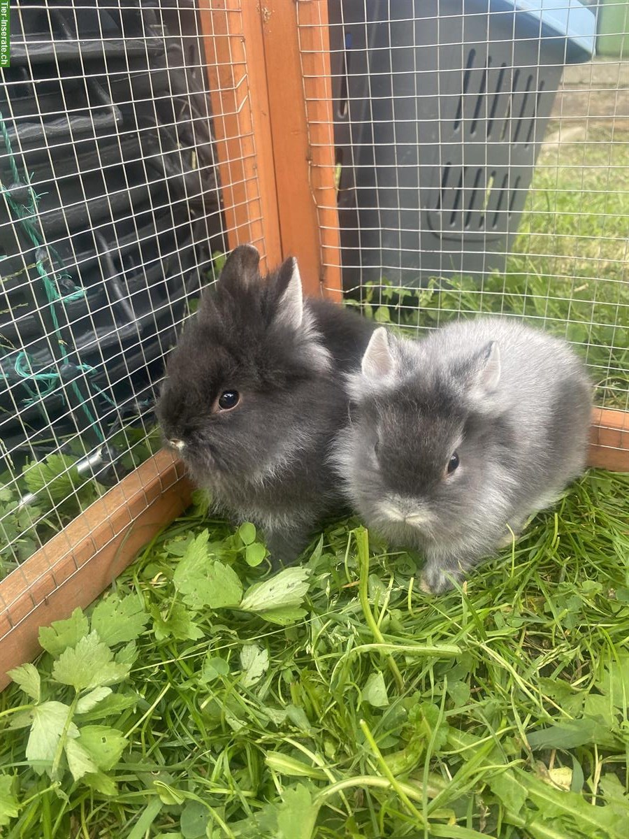 Bild 3: Verkaufe Löwenkopf Zwergkaninchen, 3 Männchen und 1 Weibchen