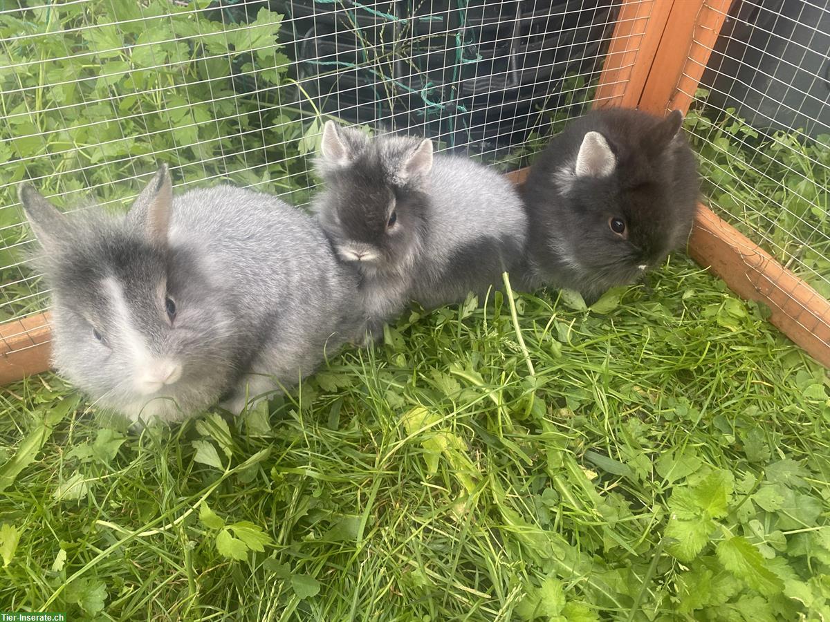 Bild 4: Verkaufe Löwenkopf Zwergkaninchen, 3 Männchen und 1 Weibchen