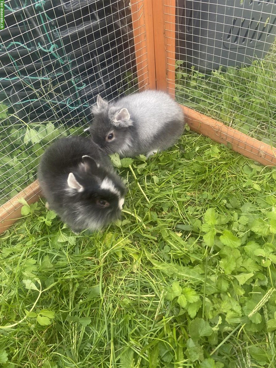 Bild 5: Verkaufe Löwenkopf Zwergkaninchen, 3 Männchen und 1 Weibchen
