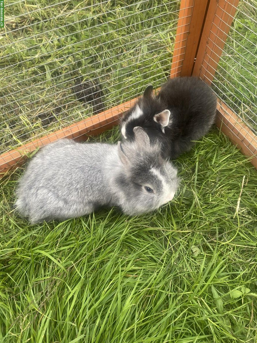 Bild 6: Verkaufe Löwenkopf Zwergkaninchen, 3 Männchen und 1 Weibchen