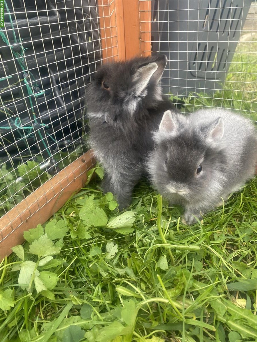 Bild 7: Verkaufe Löwenkopf Zwergkaninchen, 3 Männchen und 1 Weibchen