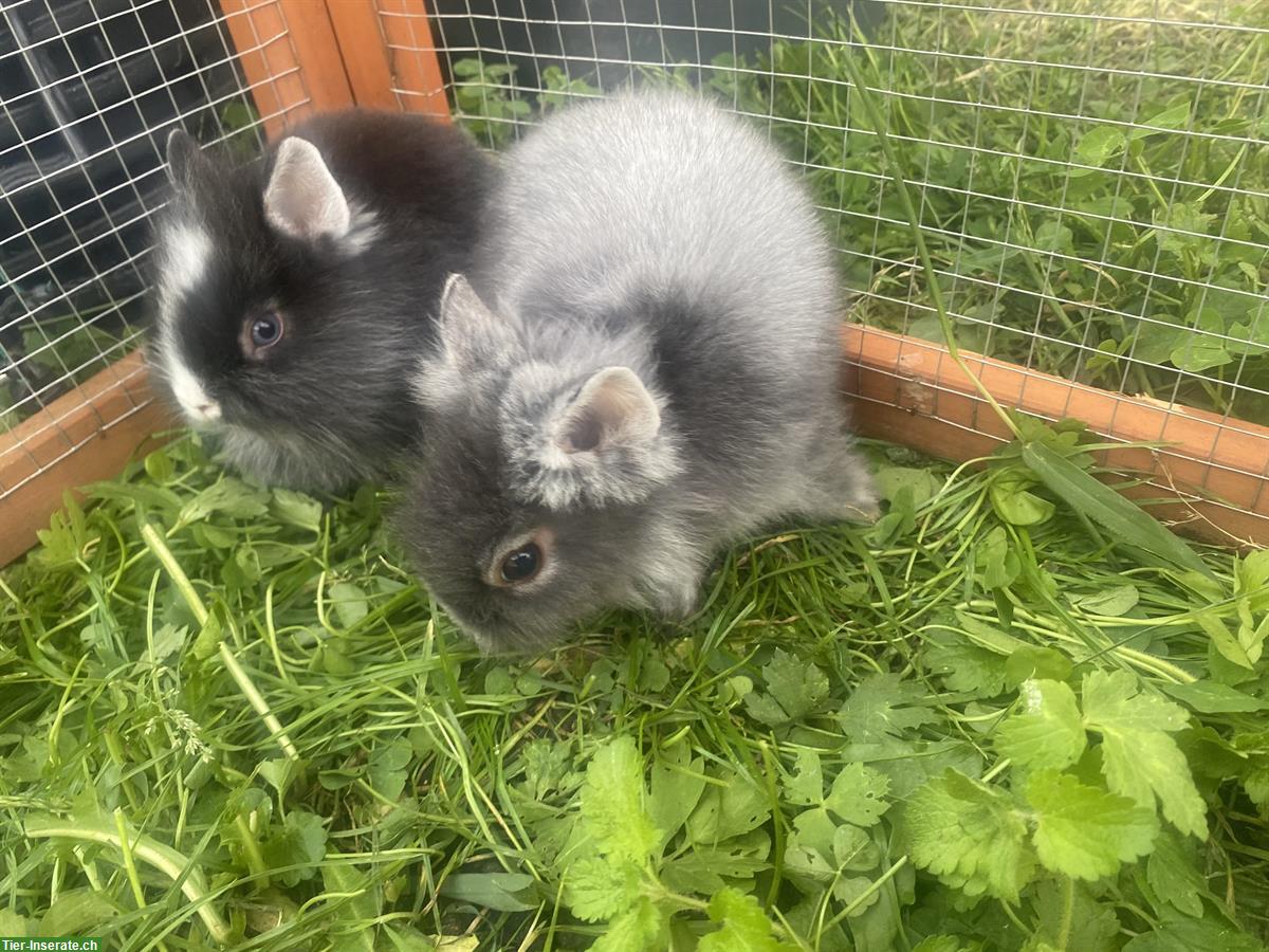 Bild 8: Verkaufe Löwenkopf Zwergkaninchen, 3 Männchen und 1 Weibchen