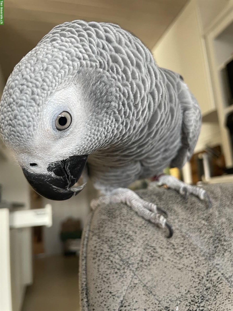 Graupapagei Henne, 1.5 Jahre jung