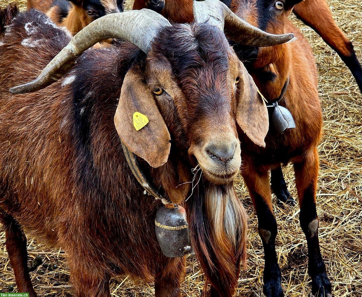 Ruhiger Burenziegenbock zu verkaufen