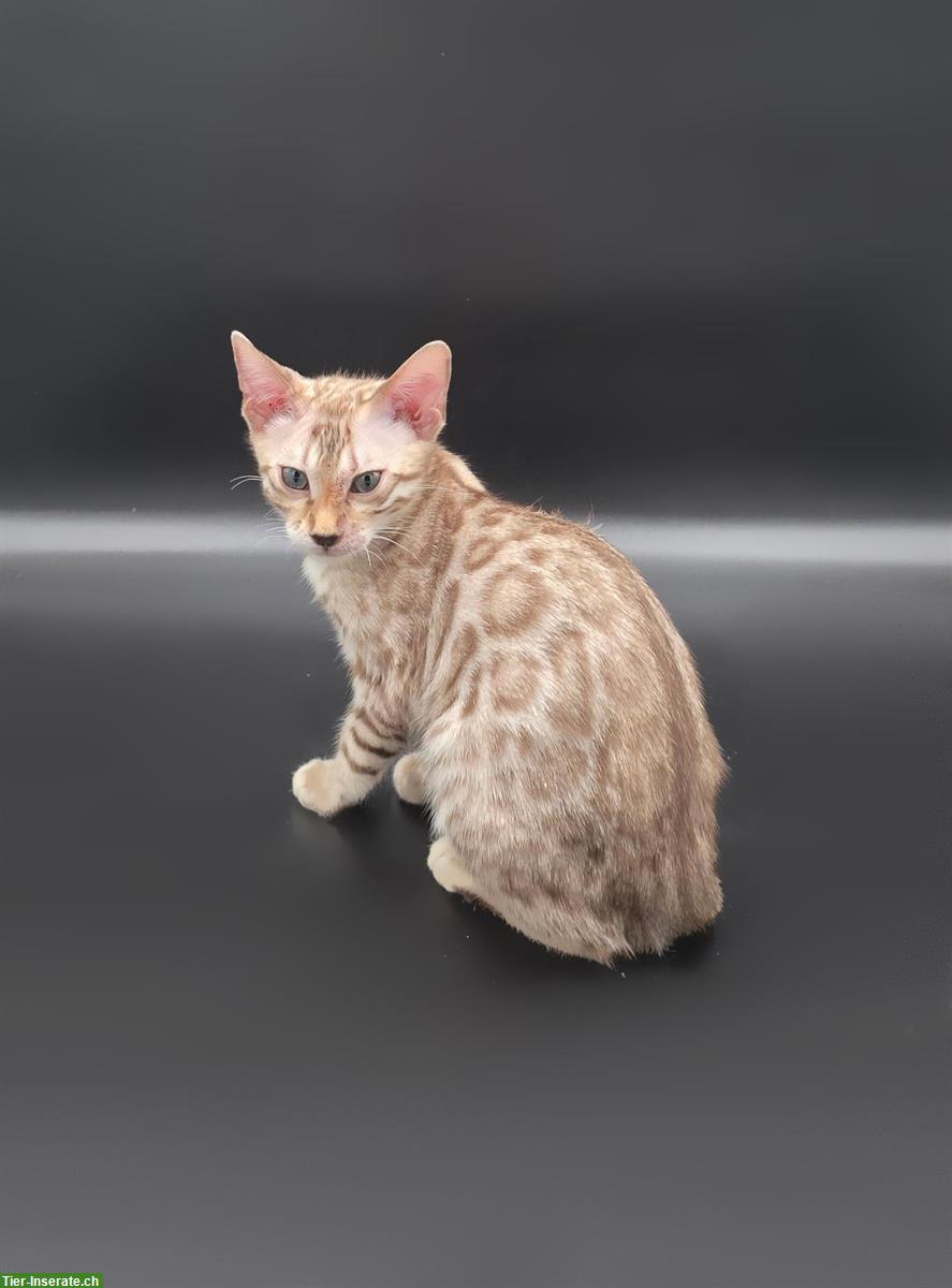 Reinrassige Bengal Kitten 🐱 mit Stammbaum