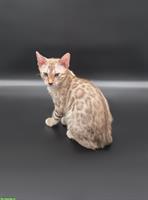 Reinrassige Bengal Kitten 🐱 mit Stammbaum
