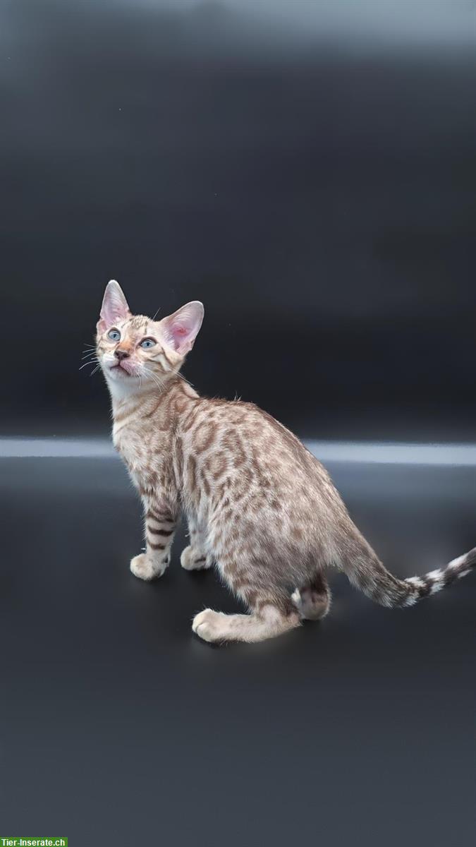 Bild 2: Reinrassige Bengal Kitten 🐱 mit Stammbaum