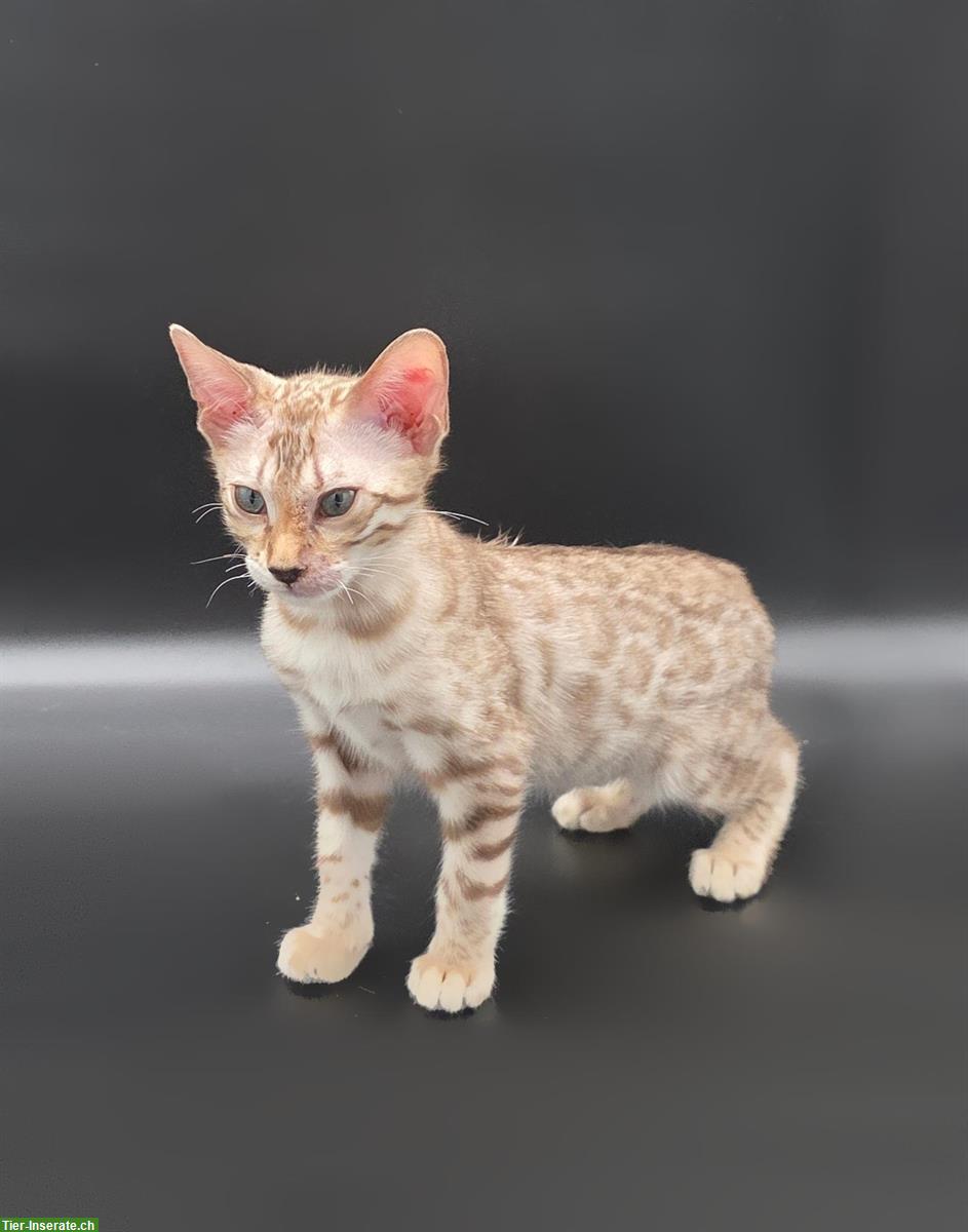 Bild 3: Reinrassige Bengal Kitten 🐱 mit Stammbaum