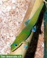 Goldstaub-Taggeckos zu verkaufen