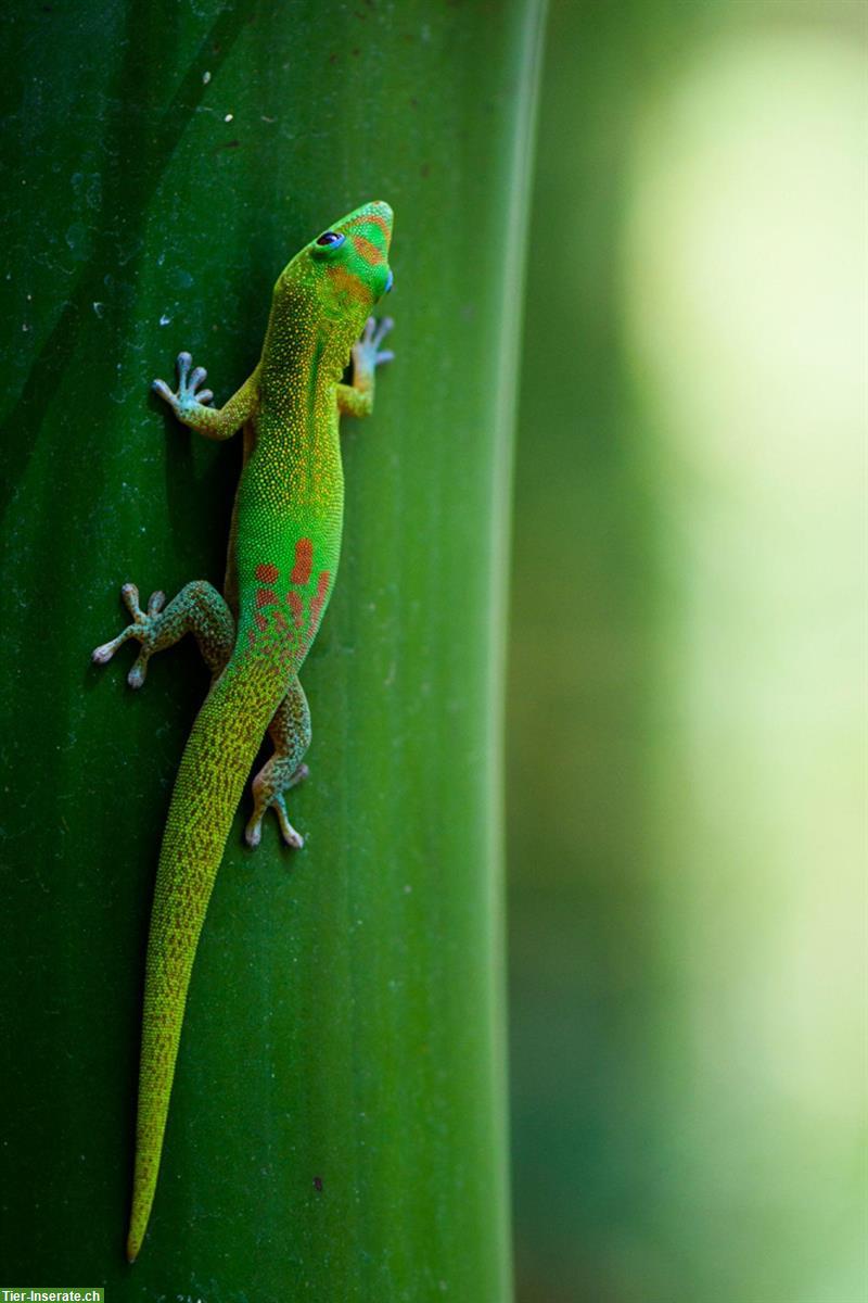 Bild 2: Goldstaub-Taggeckos zu verkaufen