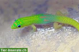 Bild 4: Goldstaub-Taggeckos zu verkaufen