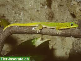 Bild 5: Goldstaub-Taggeckos zu verkaufen
