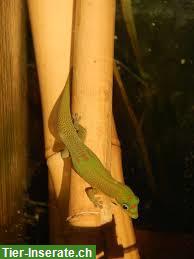 Bild 6: Goldstaub-Taggeckos zu verkaufen