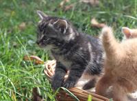 Ragdoll-Mix Kitten zu verkaufen