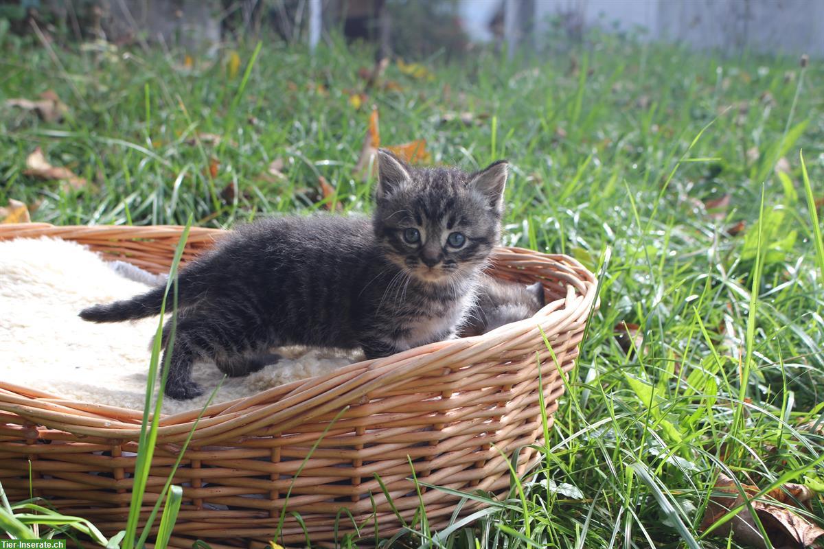 Bild 2: Ragdoll-Mix Kitten zu verkaufen