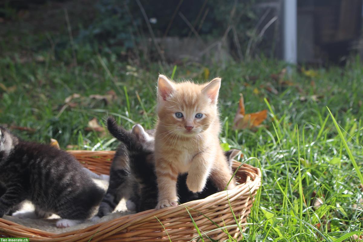 Bild 3: Ragdoll-Mix Kitten zu verkaufen