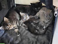 Reinrassiges Maine Coon Kitten mit Stammbaum